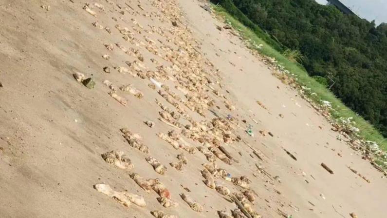 东莞虎门海滩惊现大量猪蹄 多部门介入调查 官方预测20余吨
