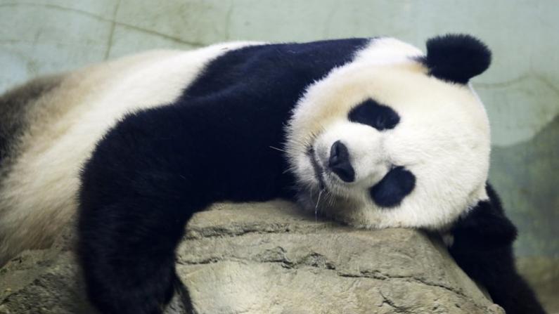 旅美大熊猫“美香”22岁高龄产子 喜迎第四胎