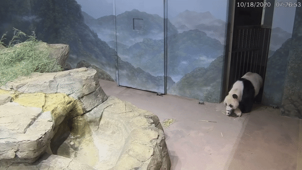 萌化了!华盛顿动物园大熊猫美香这样带娃遛弯