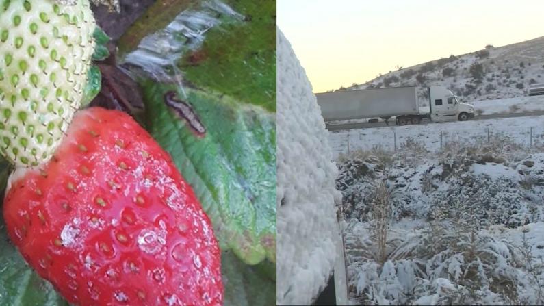 加州强降温 农作物遭殃 餐馆雪上加霜