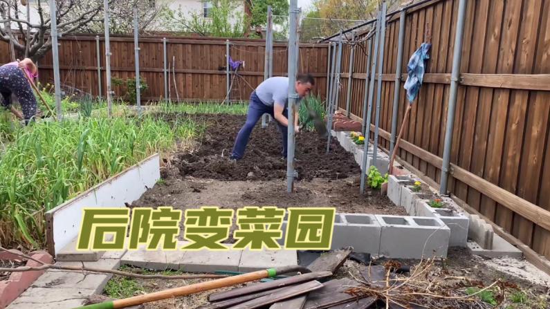 【范哥的美国生活】看我如何把后院变菜园！