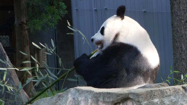 国家动物园重新迎客 参观大熊猫每天只有这些名额