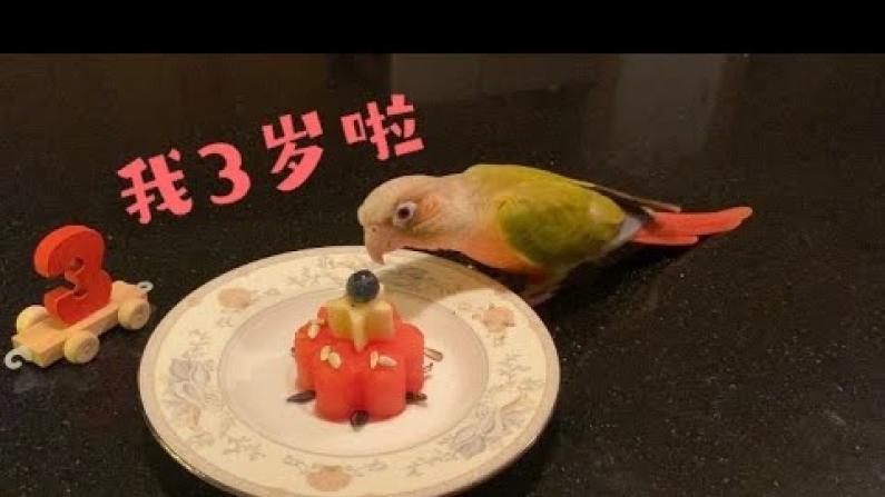【珊珊和皮皮】小鹦鹉的3岁生日趴～Pipi生日快乐！