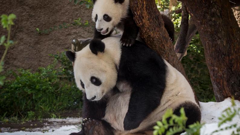 萌翻你！来自大洋彼岸熊猫母子的国庆祝福
