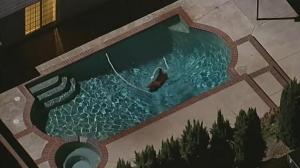 洛杉矶居民区熊出没 攀岩走壁还跳入游泳池泡澡