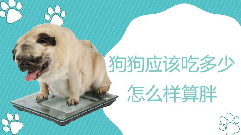 【林小Jim】狗狗应该吃多少，如何辨别狗狗胖瘦