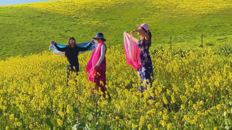【硅谷生活】华人满山花海里唱歌跳舞庆新春 其他人都看呆了 太会玩了！