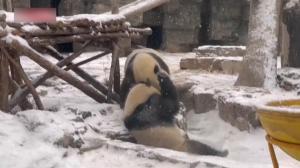 北京迎虎年第一场雪 游客故宫赏雪 动物园大熊猫“打雪仗”