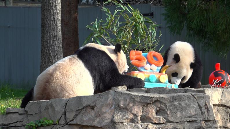 大熊猫抵美50周年，中国驻美大使秦刚送上特制蛋糕