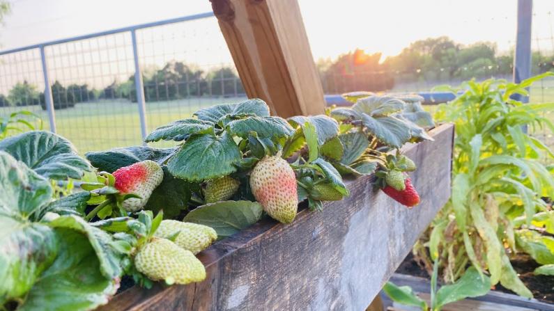 【德州田园生活】如何种植草莓 分享丰收的草莓