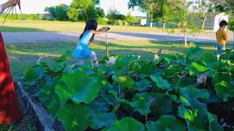 【德州田园生活】在院子里挖了个超大荷花池，花开时惊呆众人！