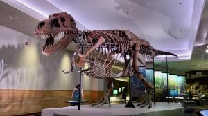 【我在芝加哥】打卡Field博物馆，恐龙爱好者不容错过！