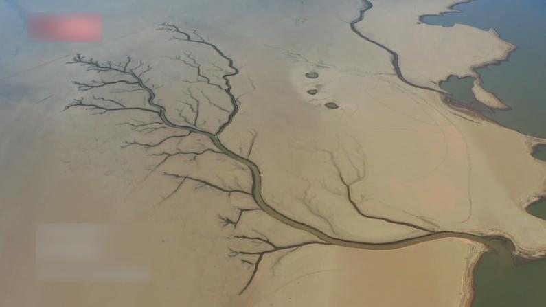 江西鄱陽湖進入極枯水期 湖床出現“大地之樹”