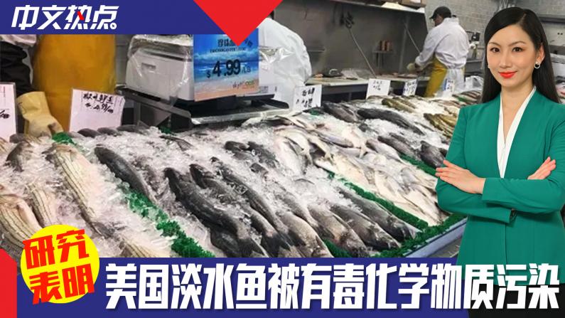 《中文热点》研究:美国淡水鱼被有毒化学物质污染