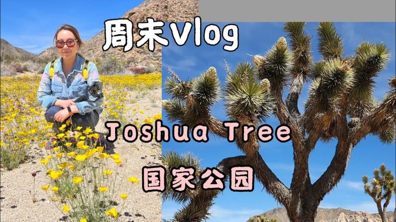 美国Joshua Tree国家公园春天看花