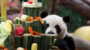 全球唯一大熊猫三胞胎迎九周岁生日