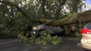 罕见暴风雨席卷DC 树倒车毁数万户停电