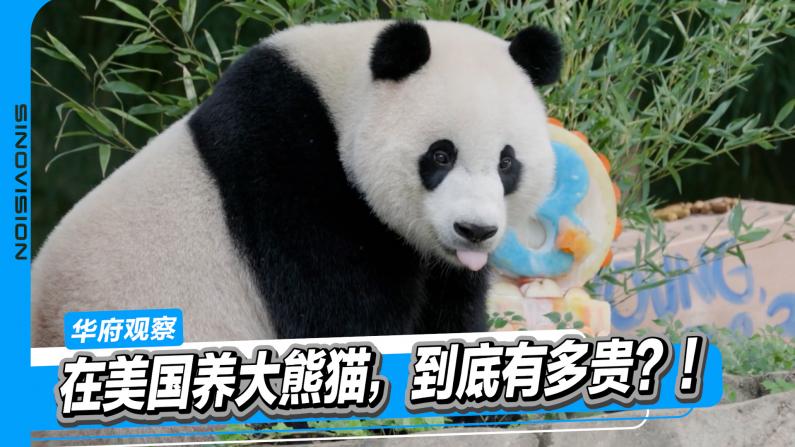在美国养大熊猫，到底有多贵？！
