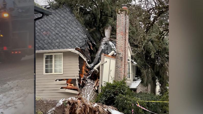 暴雪袭击 房屋竟被树劈成两半