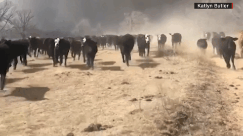 得州遭美国史上第二大野火:2人罹难 5千头牛惨死